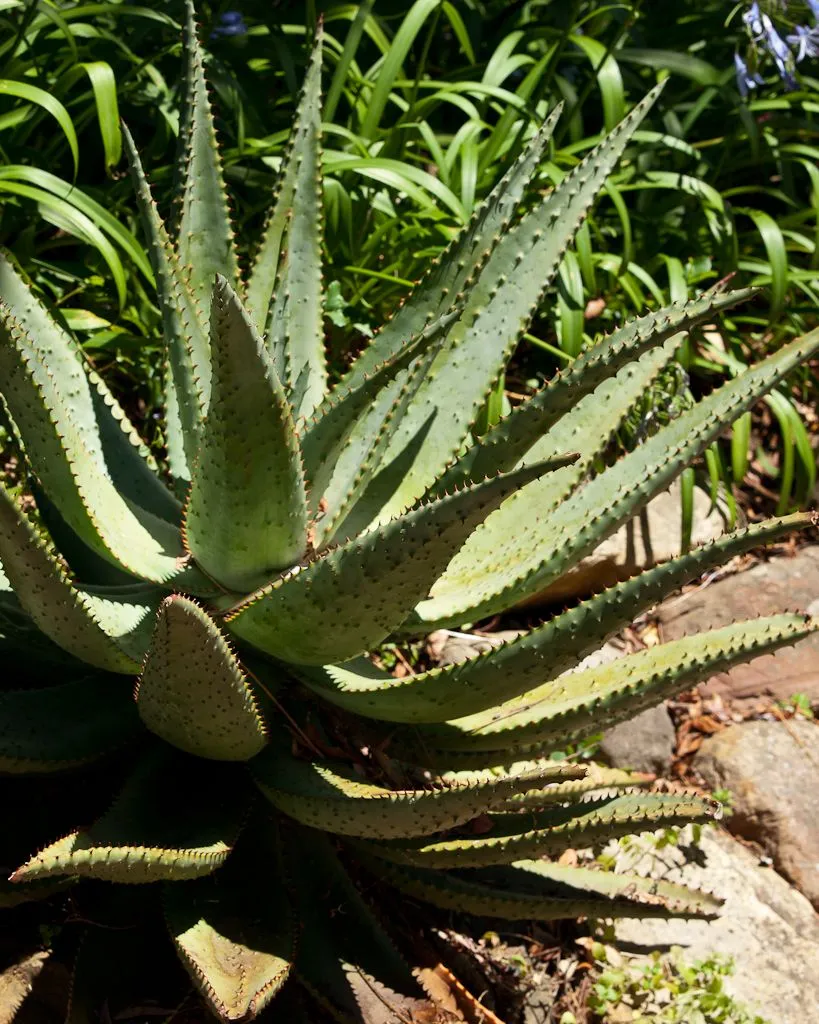 An aloe rosette in full sun, thick toothed leaves fanning out over a brick edge against dark strappy foliage