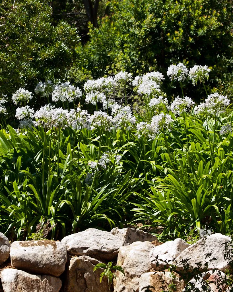 A bank of white agapanthus in flower above a rough stone retaining wall, dark shrubs behind