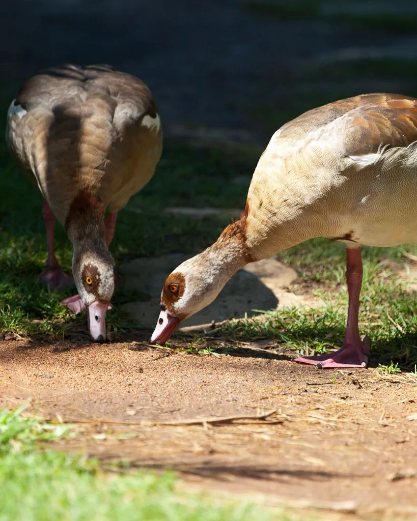Two Egyptian geese with heads down, feeding on a sandy path at the edge of a lawn
