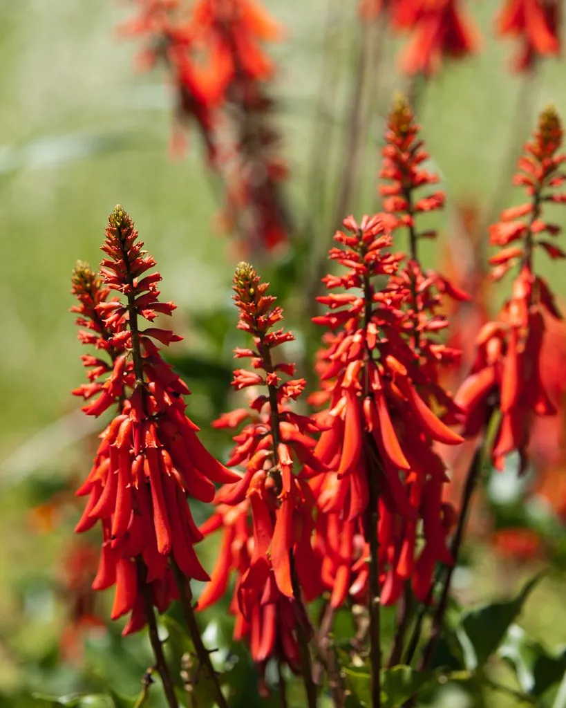 Scarlet tubular flowers hanging in dense spikes, several stems in focus against a soft green background