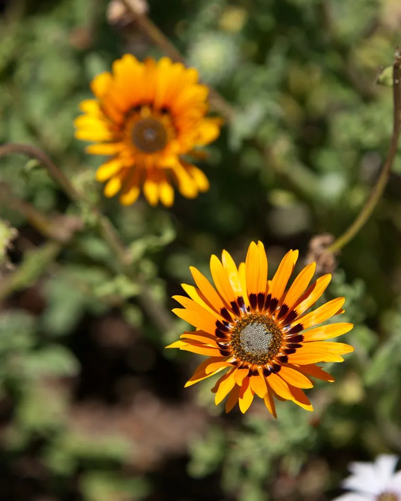 Two orange gazania flowers with dark rings at their centres, one sharp in the foreground and one soft behind