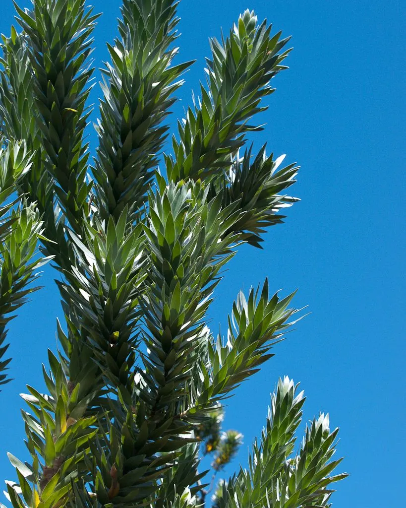 Upright silver-green conebush stems packed with narrow leaves, shot from below against a cloudless blue sky