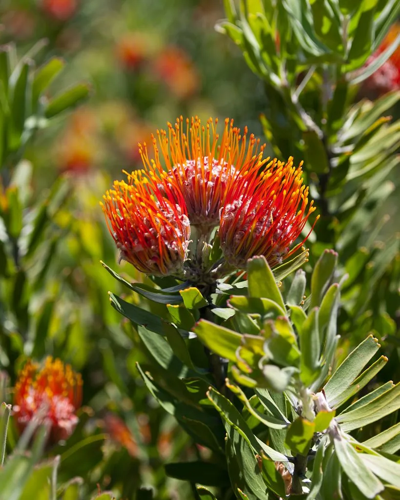 An orange pincushion protea in bloom, its styles curving out in every direction above grey-green leaves