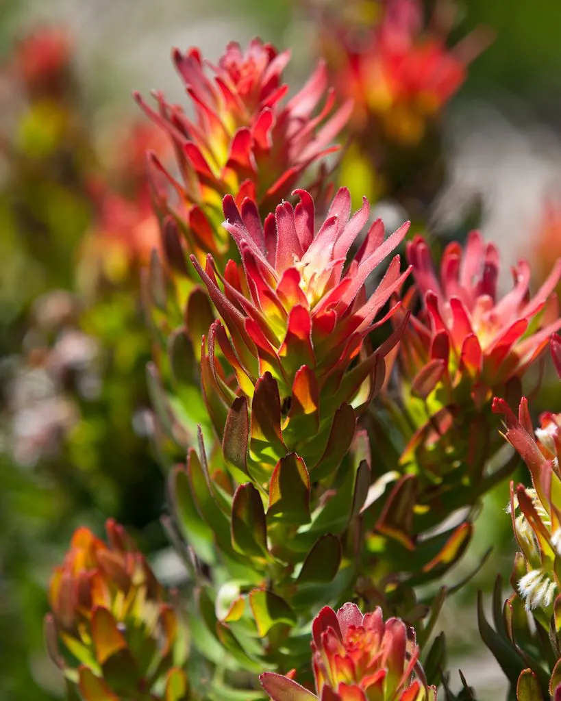 Close-up of red and green conebush tips, the bracts flaring open like small flames, more of them blurred behind