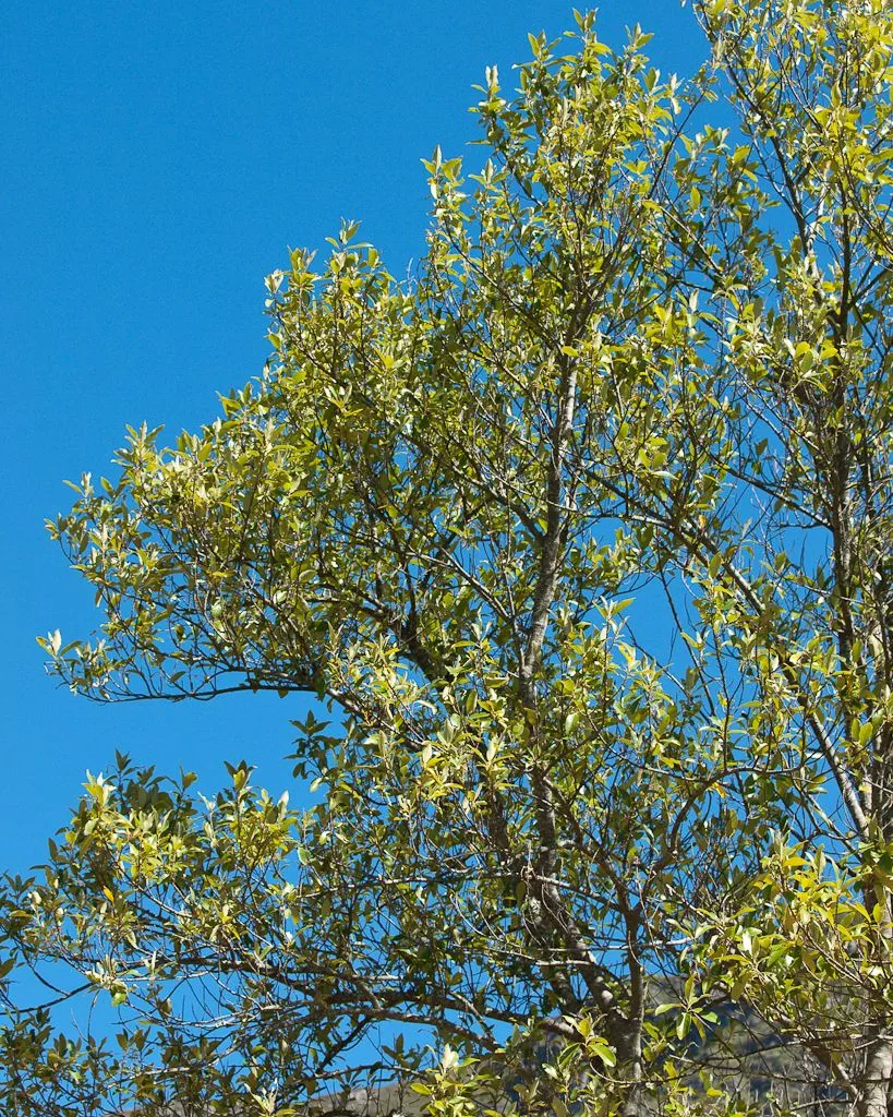 The crown of a small tree in new leaf, thin branches spreading across a deep blue sky